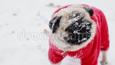 滑稽的狗嘴上有雪在镜头里看。 穿着圣诞老人套装的小狗的特写肖像。 圣诞节或